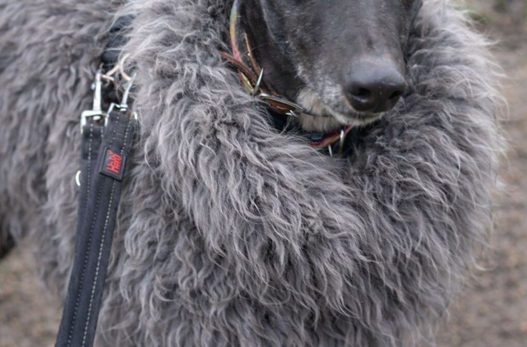 Flo hairy lurcher