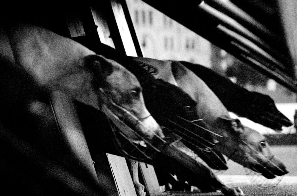 Scotland bans greyhound racing for good