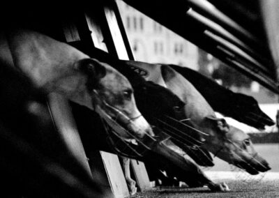 Scotland bans greyhound racing for good
