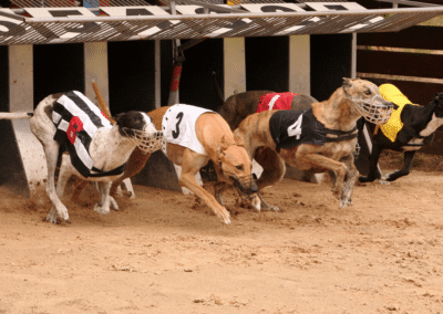 Phased ban on greyhound racing in Wales