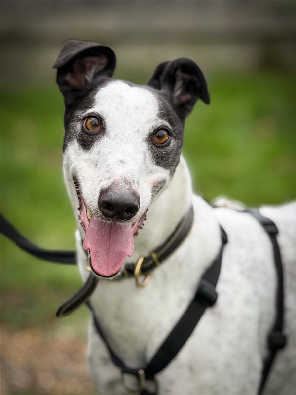 Happy Davy Greyhound