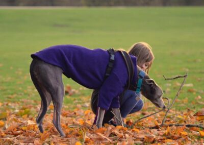 Matching hounds to homes: how we pair dogs to their forever home