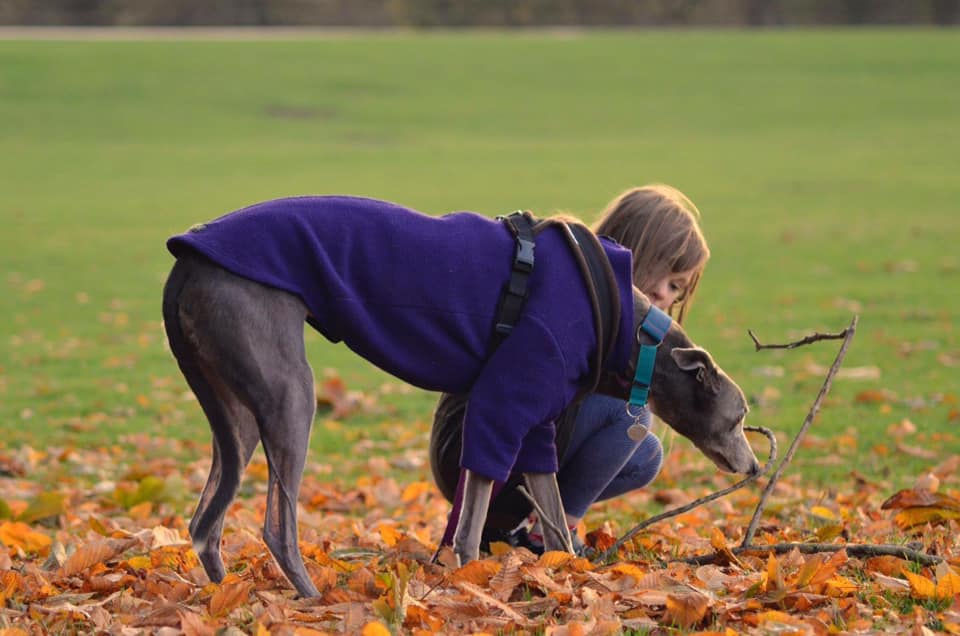 Grey sighthound wearing a jumper in a field with fallen leaves, with a little girl crouched next to them.