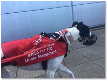 Black-and-white greyhound on a leash, wearing a muzzle and a red vest saying "Under Assessment" with the Forever Hounds Trust phone number on the vest.