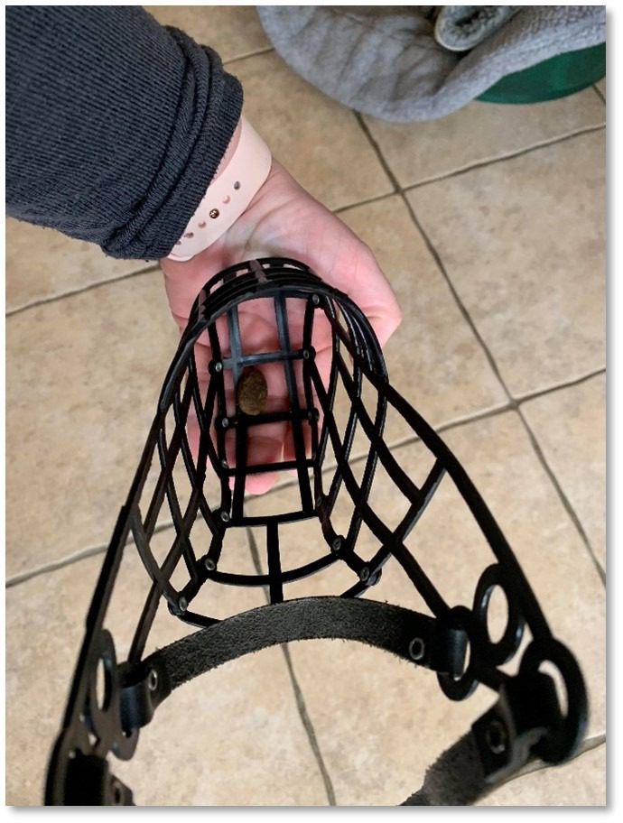 Hand presenting a basket muzzle, from the point of view of the dog.