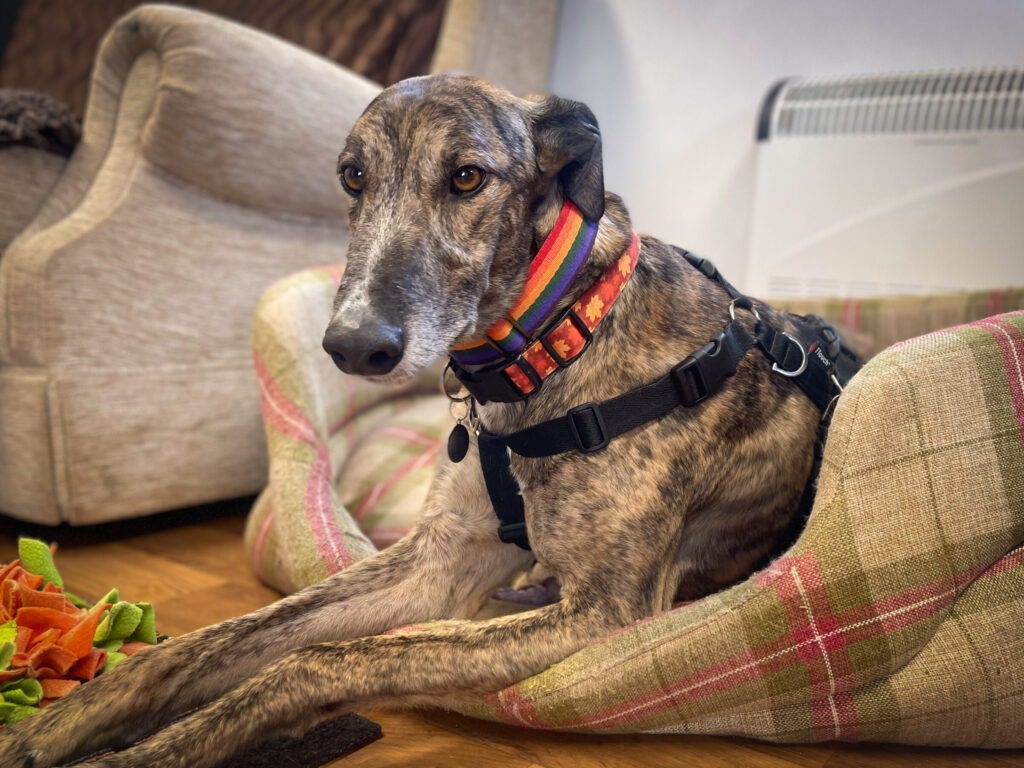 Greyhound lying on a dog cushion next to an armchair, with a soft toy lying in front of it. 