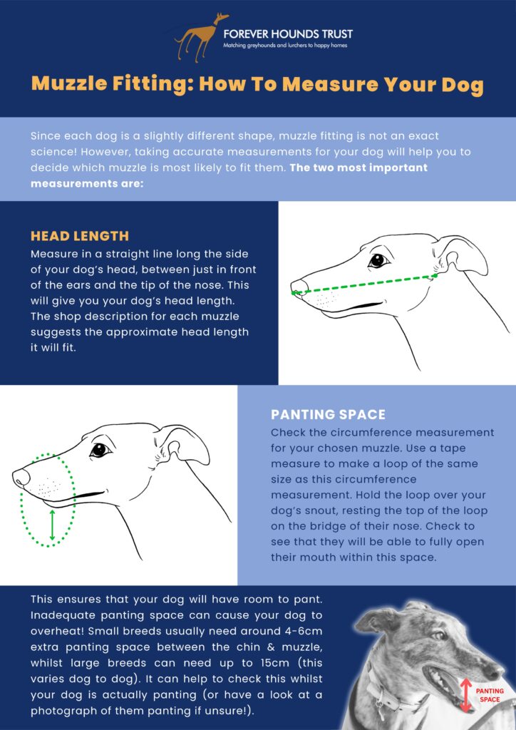 Muzzle fitting guide image - graphics of sighthound heads with the text above about taking dog measurements.