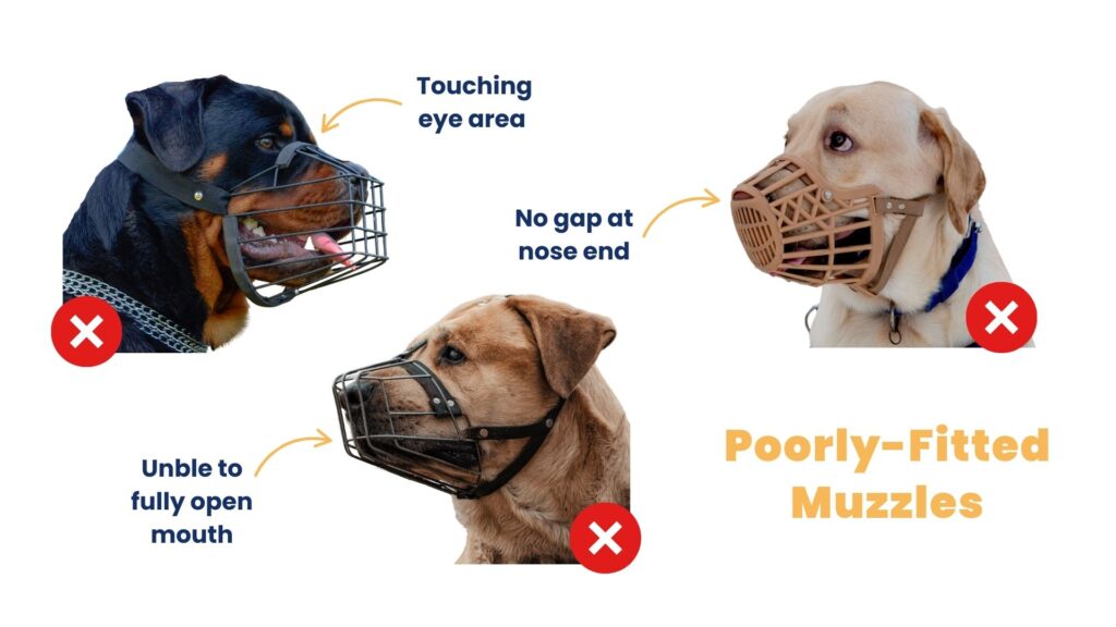 Image showing 3 dogs with poorly fitted muzzle: one muzzle touching the eye area, one without a gap at the end of the nose, and one where the dog is unable to open their mouth.