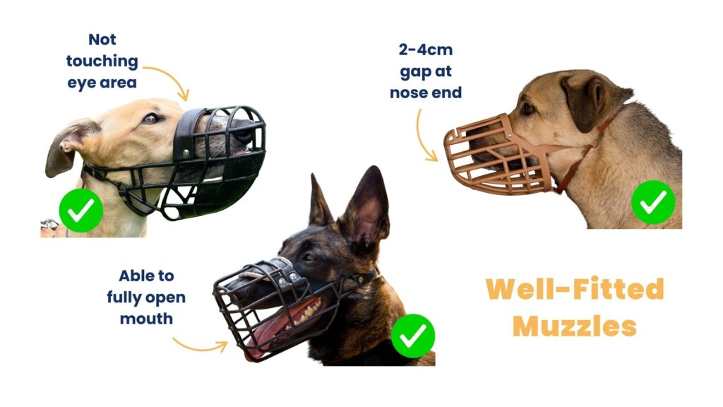 Graphic with 3 dogs showing well-fitted muzzles: not touching the eye area, 2-4 cm gap at the nose end, and able to fully open their mouth.